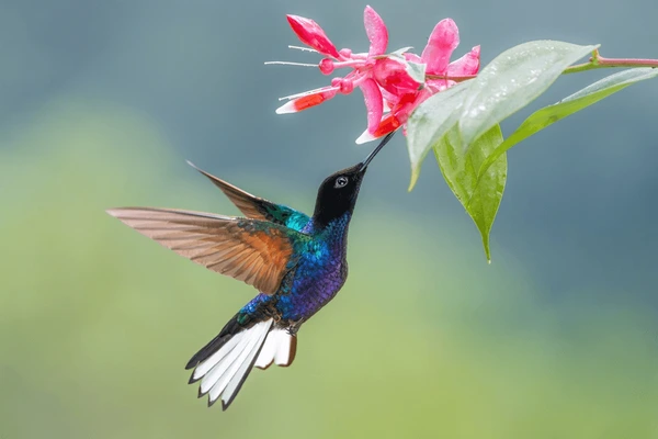 Colibri Samor